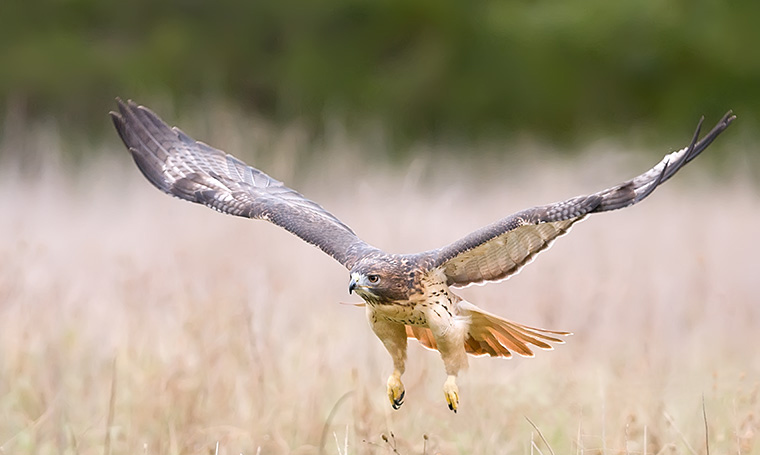 hawk Red Tailed hawk