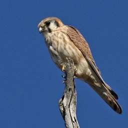 kestral hawk